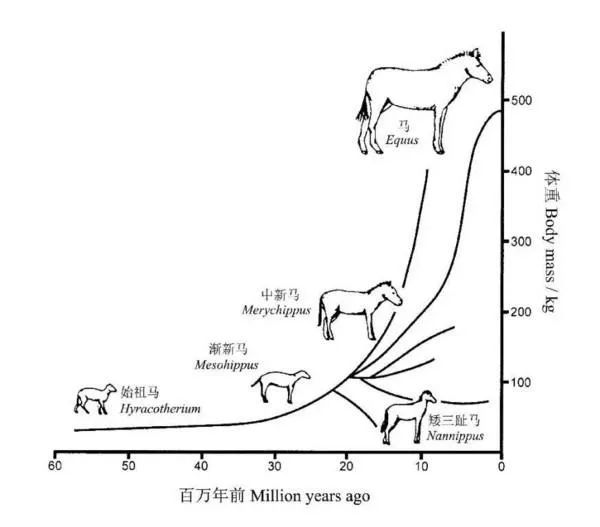 甲骨文趣考——马